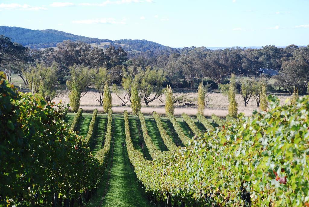 Mayfield Vineyard Orange Εξωτερικό φωτογραφία