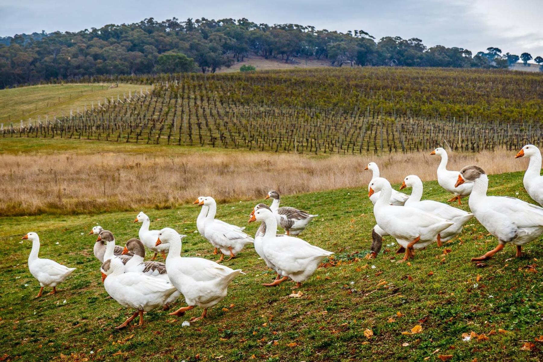 Mayfield Vineyard Orange Εξωτερικό φωτογραφία