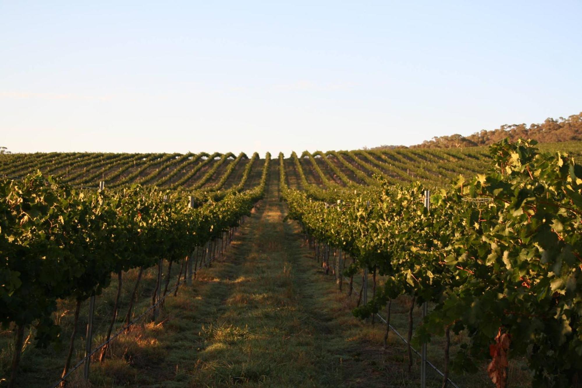 Mayfield Vineyard Orange Εξωτερικό φωτογραφία