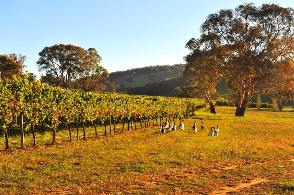 Mayfield Vineyard Orange Εξωτερικό φωτογραφία